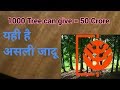 Mahogany trees are very costly and farmers can become reach. Mahogany trees are very costly and farmers can become reach.