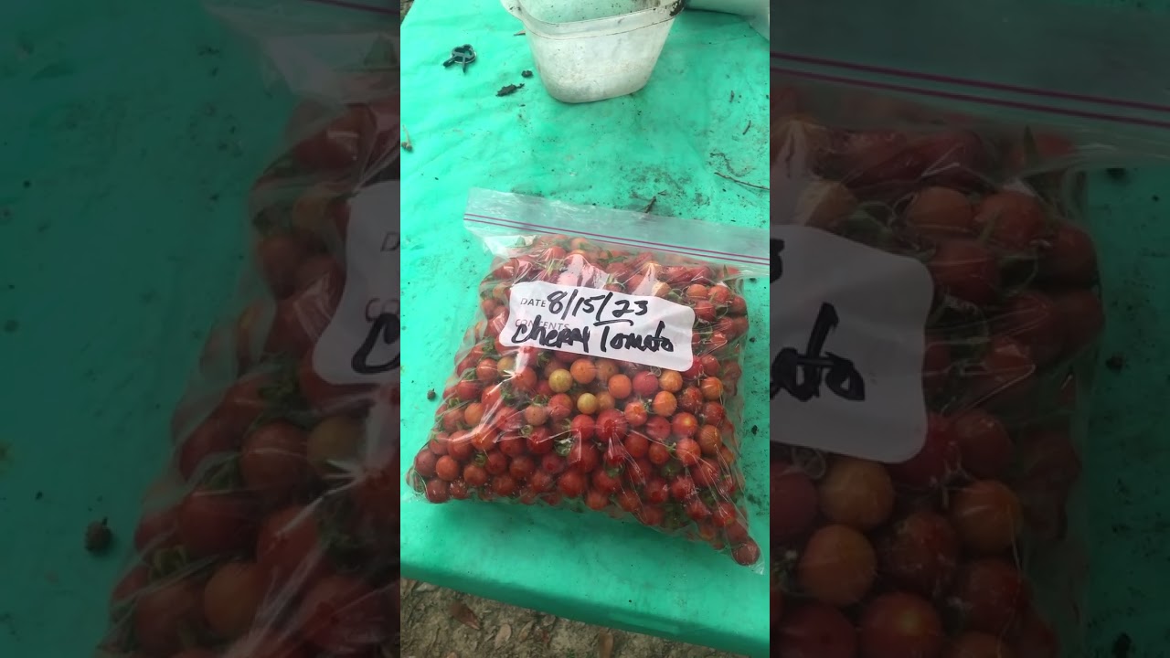 Harvesting Honey & Cherry Tomatoes even in record heat wave.