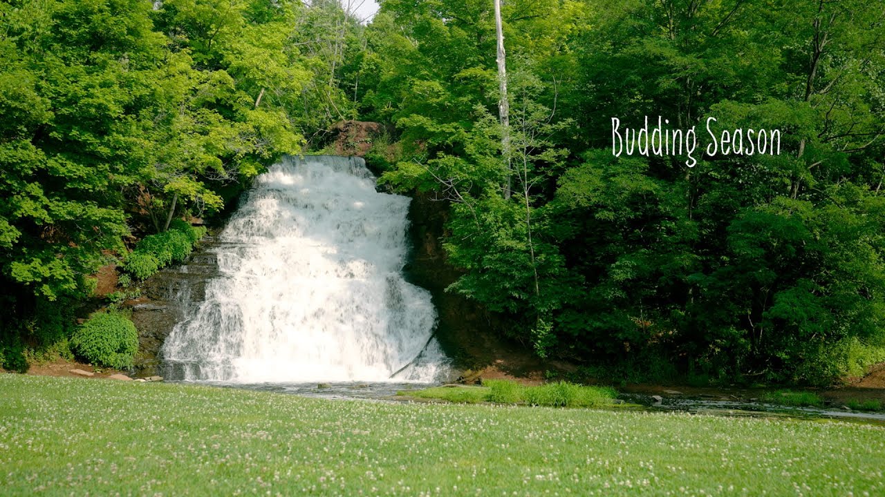 Budding Season (Visualizer)