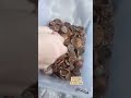 BASRENG JENGKOL ATAU JERING PEDAS INDONESIA #basreng #basrengviral