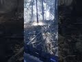 Diamond Reindeer in the Taiga Forest | #skutes on #Twitch