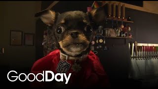We re meeting one of the stars of this year s Puppy Bowl Gold Nugget