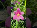 বড় সাইজের রেইন লিলি 💜 #flowers #shorts