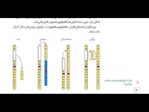 ვიდეო: რთულია მაიმესტრის გაკვეთილები?