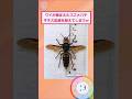 デカすぎるスズメバチを捕まえたったw【2ch面白いスレ】