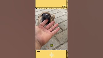 Đây là chú Chó nhỏ đáng yêu của tôi #thucung #chomeodethuong #cauchuyendoisong