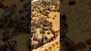 Van ei naar bij, in 21 dagen.# #imker #bee #bijenhouden