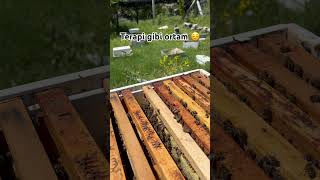 Kovanlarımız bal ile dolmaya başladı#bal#doğa#honey#köy#anaarı#polen#propolis#bee