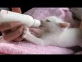 Kittens Being Bottle Fed | Cute Kittens Compilation