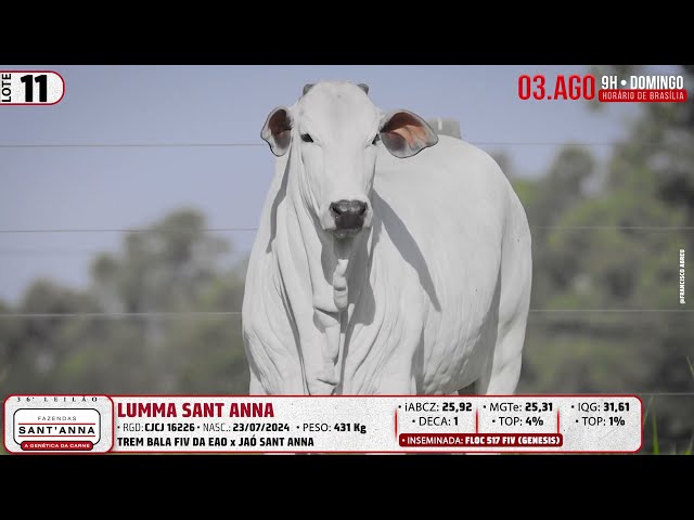 LOTE 11   CJCJ 16226