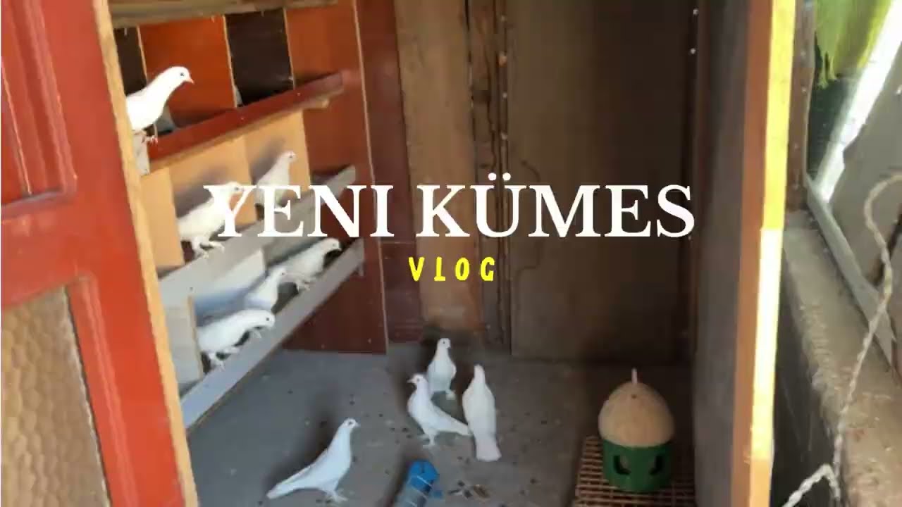 Yeni kümes yeni heyecan 😎 | Yeni bir macera başlıyor!