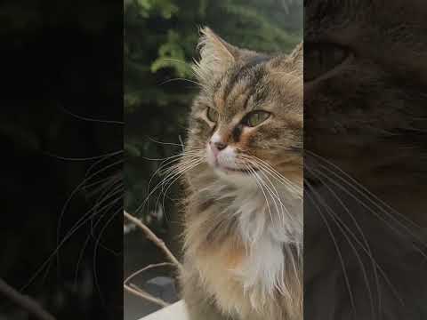Banka soygununa yanlış hazırlık #cat #comedy #kesfet
