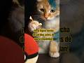 Un gato enciende una figura de cerillos… y el final es brutal 🔥🐱