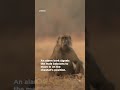 Do not provoke a mob of angry chacma baboons | Smithsonian Channel #Shorts