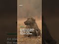 Analyzing Video Structure and Content
