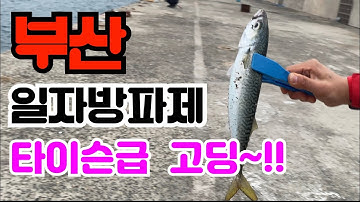 부산 일자방파제낚시 / 고등어낚시/삼치낚시/메탈게임/루어낚시/14 스텔라2500s / 메이져 크래프트 모바일팩/