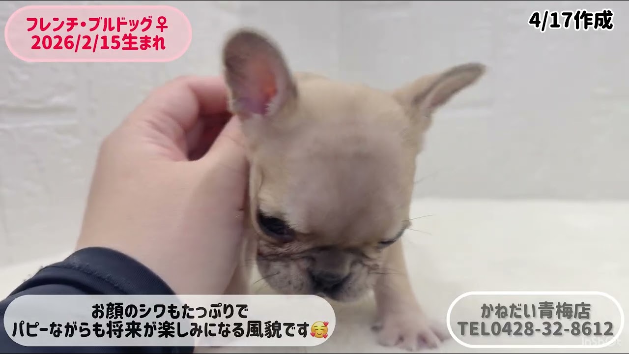 価格の安いフレンチ・ブルドッグ♀極上☆5/1写真更新☆【動画あり