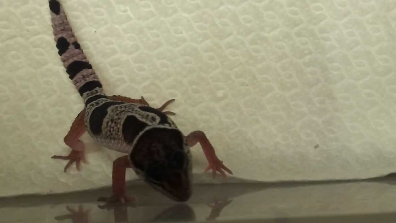 biteable Defensive Gecko