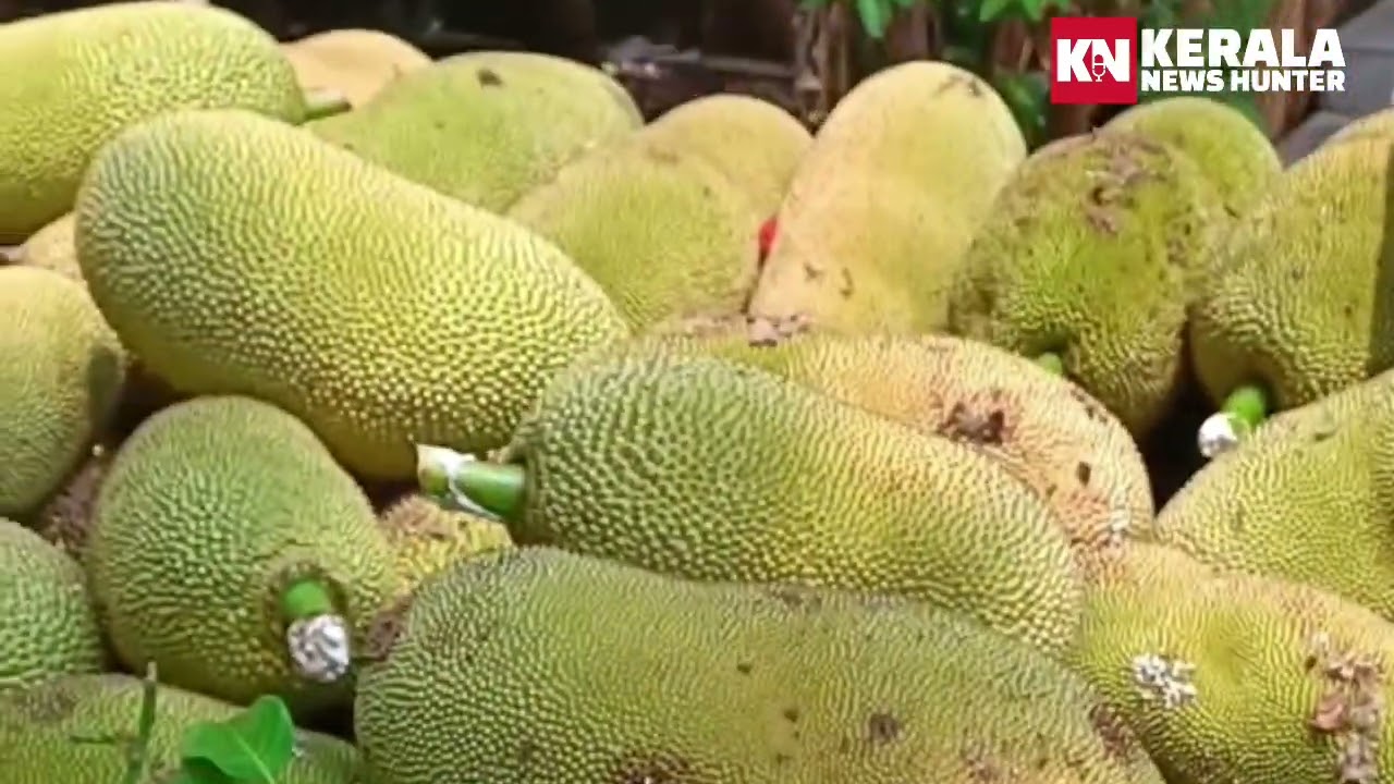 ചക്കയുമായി മലയാളികളുടെ ബന്ധം എന്താണ് ? അറിയാവുന്നവർ കമന്റ്..!!