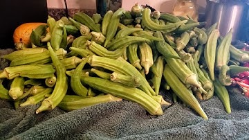 3 ways to preserve OKRA- tips from a Southern Gardener zone 7B
