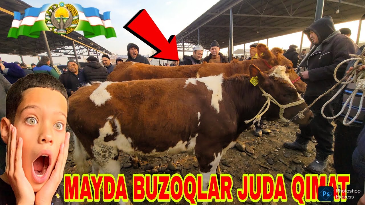 07.03.2026.YIL SAMARQAND PASTDARG'OM JUMA BOZORIDAN MAYDA BUZOQLAR VA BUQACHALAR  JUDA JUDA ARZON 