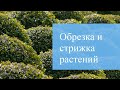 Обрезка и стрижка растений