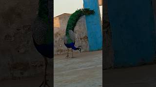 peacock Bird sound nature wildlife #short🦚