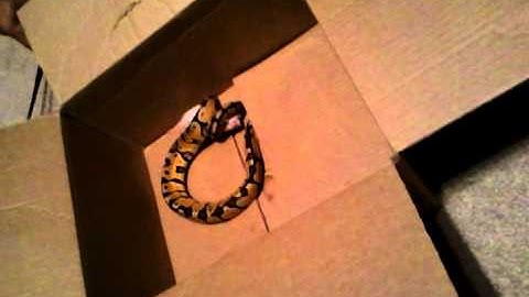 Pastel ball python vs mouse