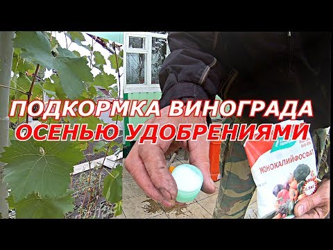 Подкормка винограда осенью удобрениями.Чем подкормить виноград осенью