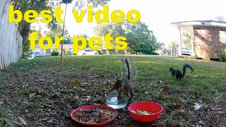 BEST VIDEO FOR PETS      ep 85