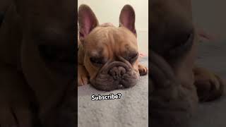 Hey!👋 ummm….  #youtuber #dogs #cutedogs