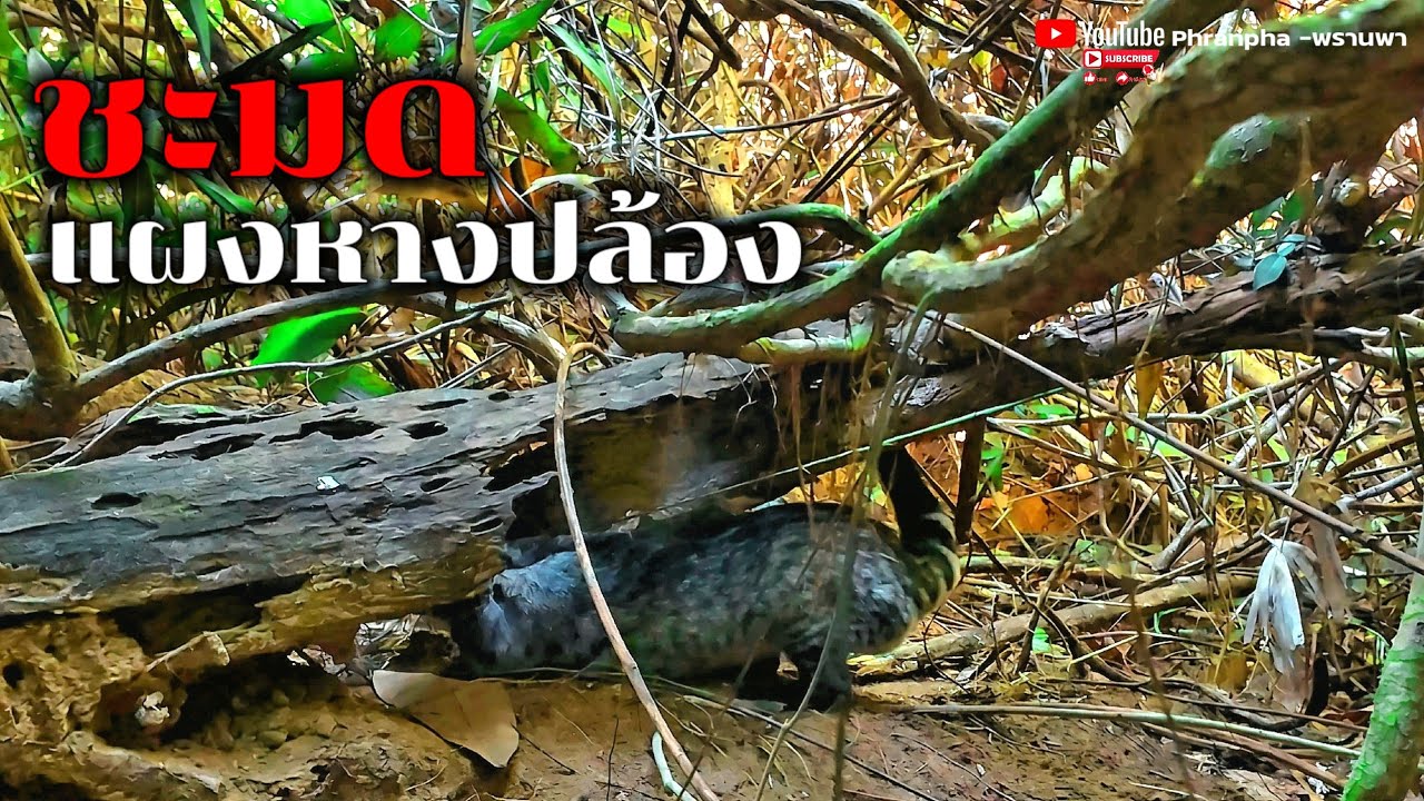 แต้มที่3มาแล้วบัก4ขา/ແຕ້ມທີ່3ມາແລ້ວບັກ4ຂາ