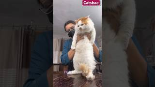 Cat grooming 30| 100 days | 8446853378 #catsbae