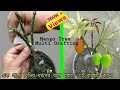 Mango Tree multi-grafting process/ একটি আম গাছে বিভিন্ন ধরনের আম ধরাতে এই কলমটি করুন।