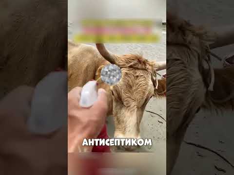 Бурятские герои ВЫТАЩИЛИ Корову из Песка😢🐄🌵