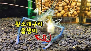 놀라운 식성의 큰징거미 새우에게 황소개구리 올챙이를 주면? [오브리더]