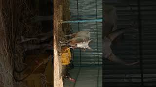 Pk Muthu Pandi Trichy Kuruvi Groups