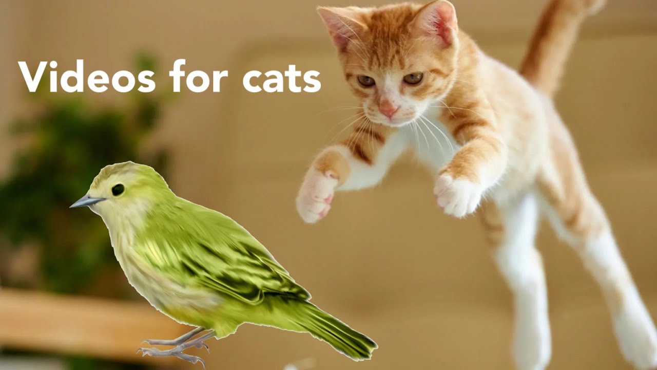 Birds for CATS to watch video for cats YouTube