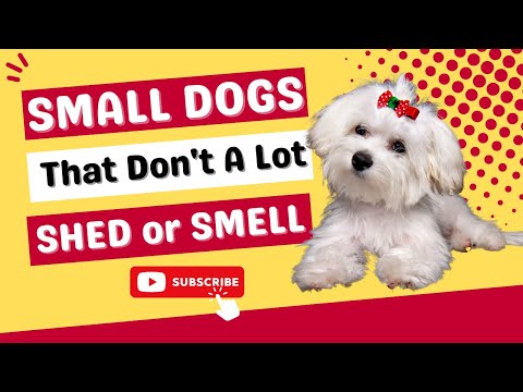 Top 8 Small Dogs That Don't Shed Or Smell