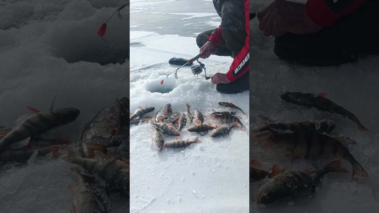 Работа балды. Гусиное озеро. 20-25метров.