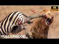 The Brutal Kick of a Zebra | The Tragic End of a Hunting Lion | Nature Animal Documentary
