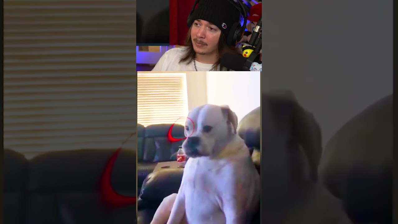 FREAKY DOG #jimmyhere #funnymemes #memes #memesdaily #memesvideo #reaction #reactionmemes #meme