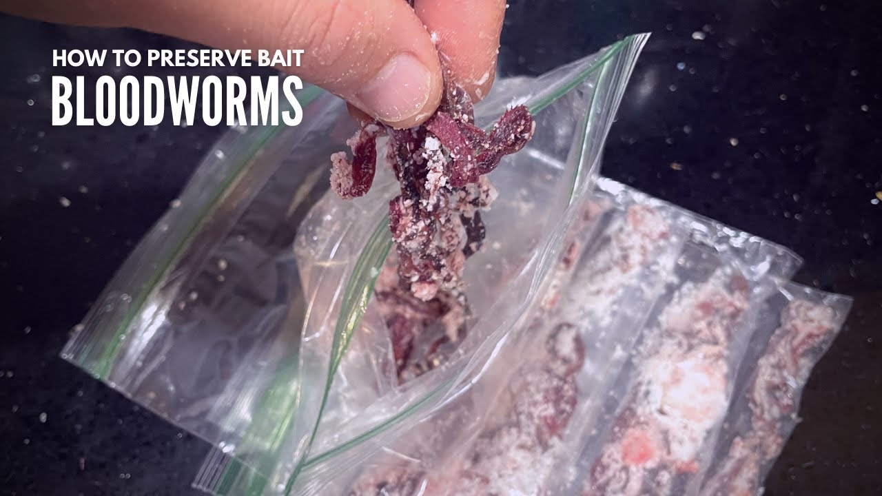 How to PRESERVE BLOODWORMS 