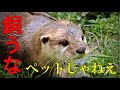 カワウソペット問題を語る!「可愛い」という理由で絶滅危惧種を求めた日本の末路【絶滅危惧種】【エキゾチックペット】