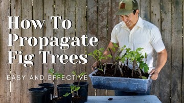 How to Propagate Fig Trees -Easy and Effective-