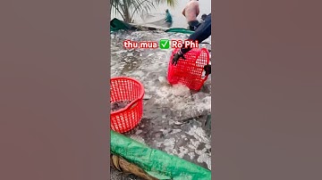 ✅ Thu mua Cá Rô Phi size 350-520gr số lượng không giới hạn khu vực Miền Bắc 0974775200 #giathuysan