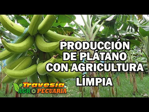 Video: Plátano, Tipos Y Cultivo En El Apartamento