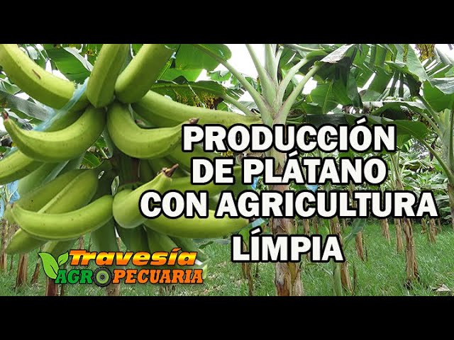 CULTIVO DEL PLATANO CON AGRICULTURA LIMPIA