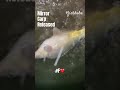 Big potential mirror carp released.🎣👍🔝#fishhobo #shorts
