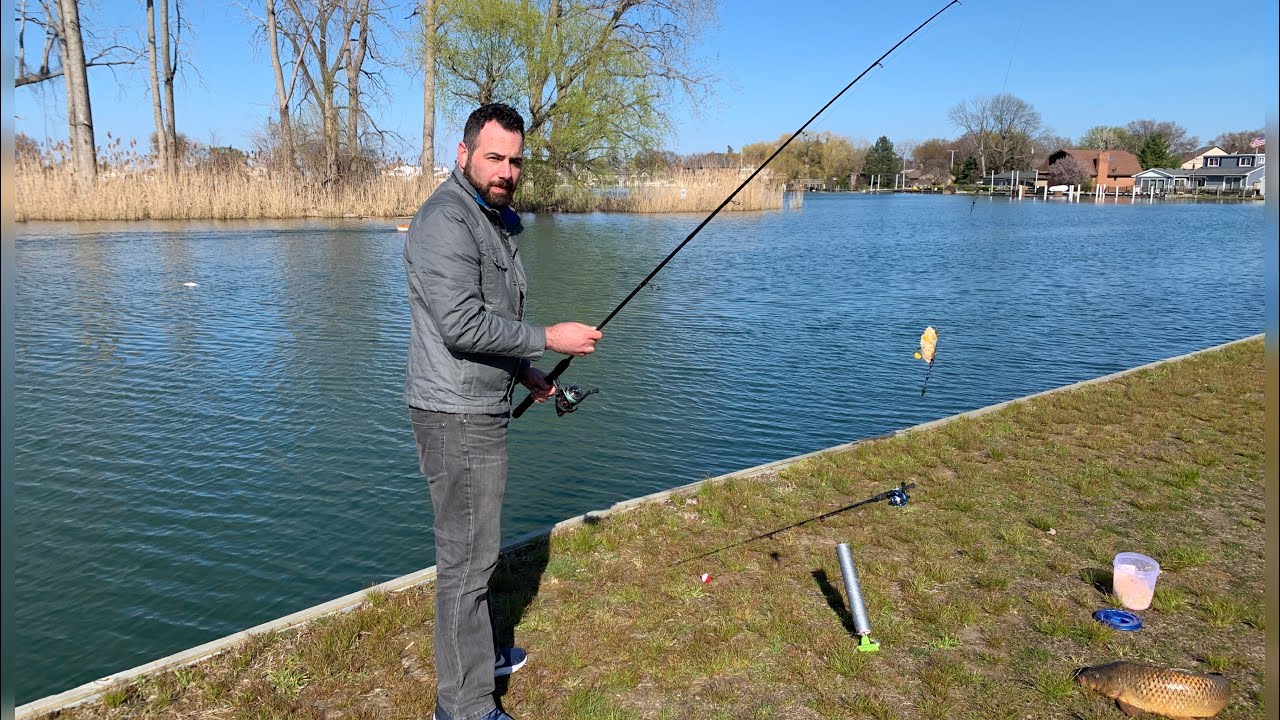 صيد اليوم سمك كارب طعم الذرة الصفرة